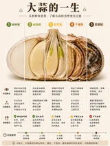 Food Lifecycle Infographic
