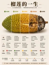 Food Lifecycle Infographic