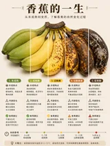 Food Lifecycle Infographic